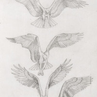 Vogelstudies. Arenden